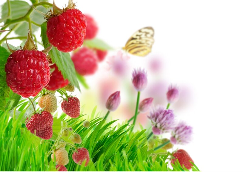 Raspberries and Strawberries — Red, Serene