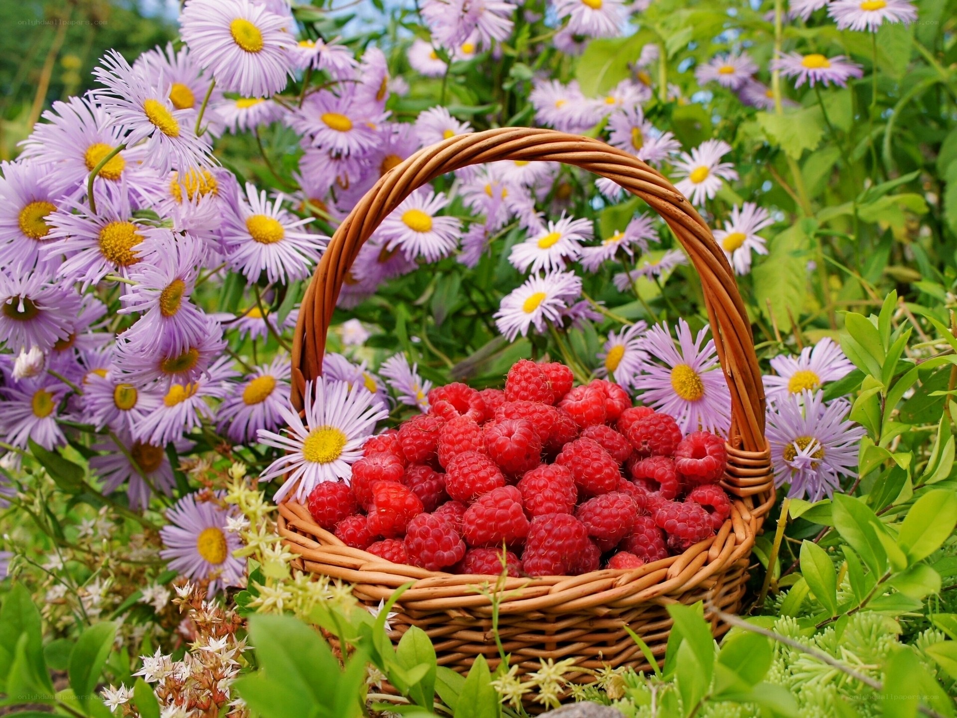 Raspberries in a basket