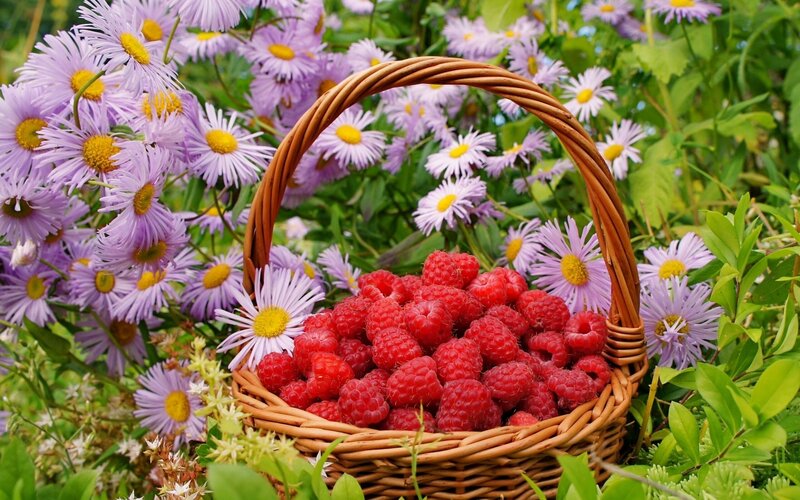 Raspberries in a basket among flowers