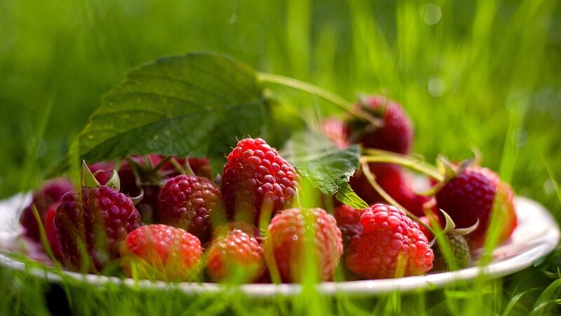 Raspberries in a Bowl — Green