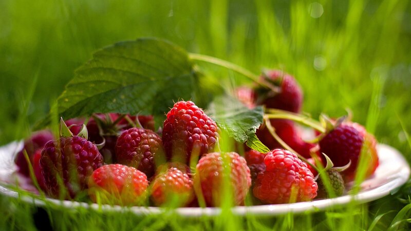 Raspberries in a bowl on grass