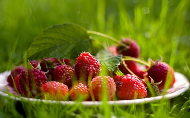 Raspberries in a bowl on grass