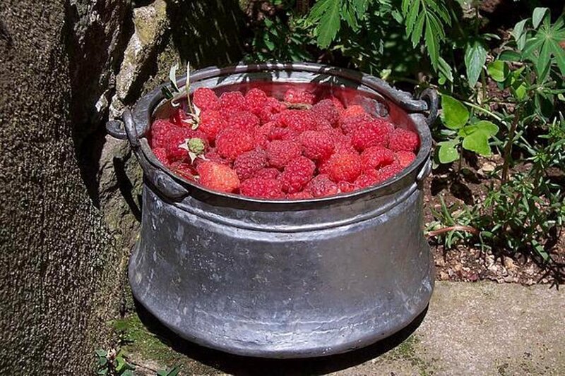 Raspberries in a Pot