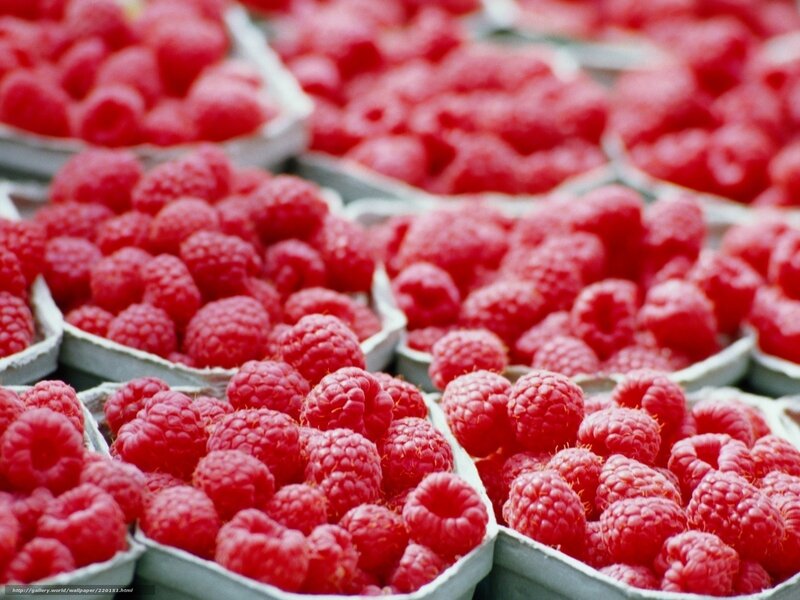 Raspberries in Containers — Red, Fresh
