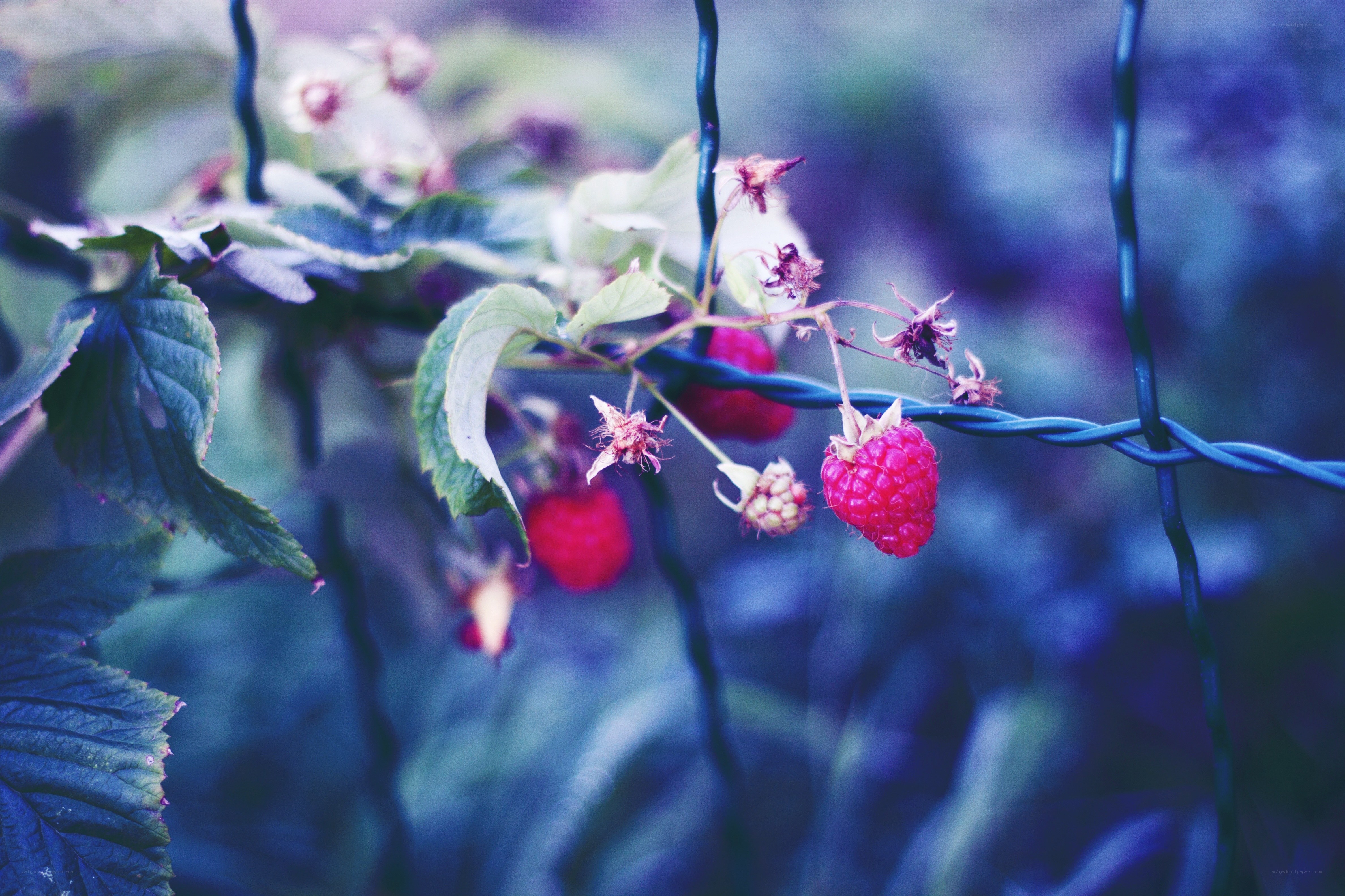 Raspberries on a vine