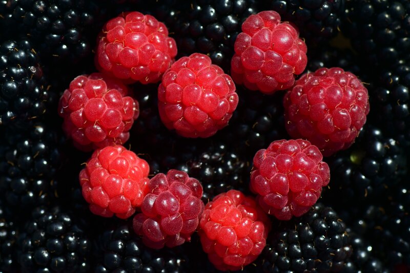 Raspberries on blackberries