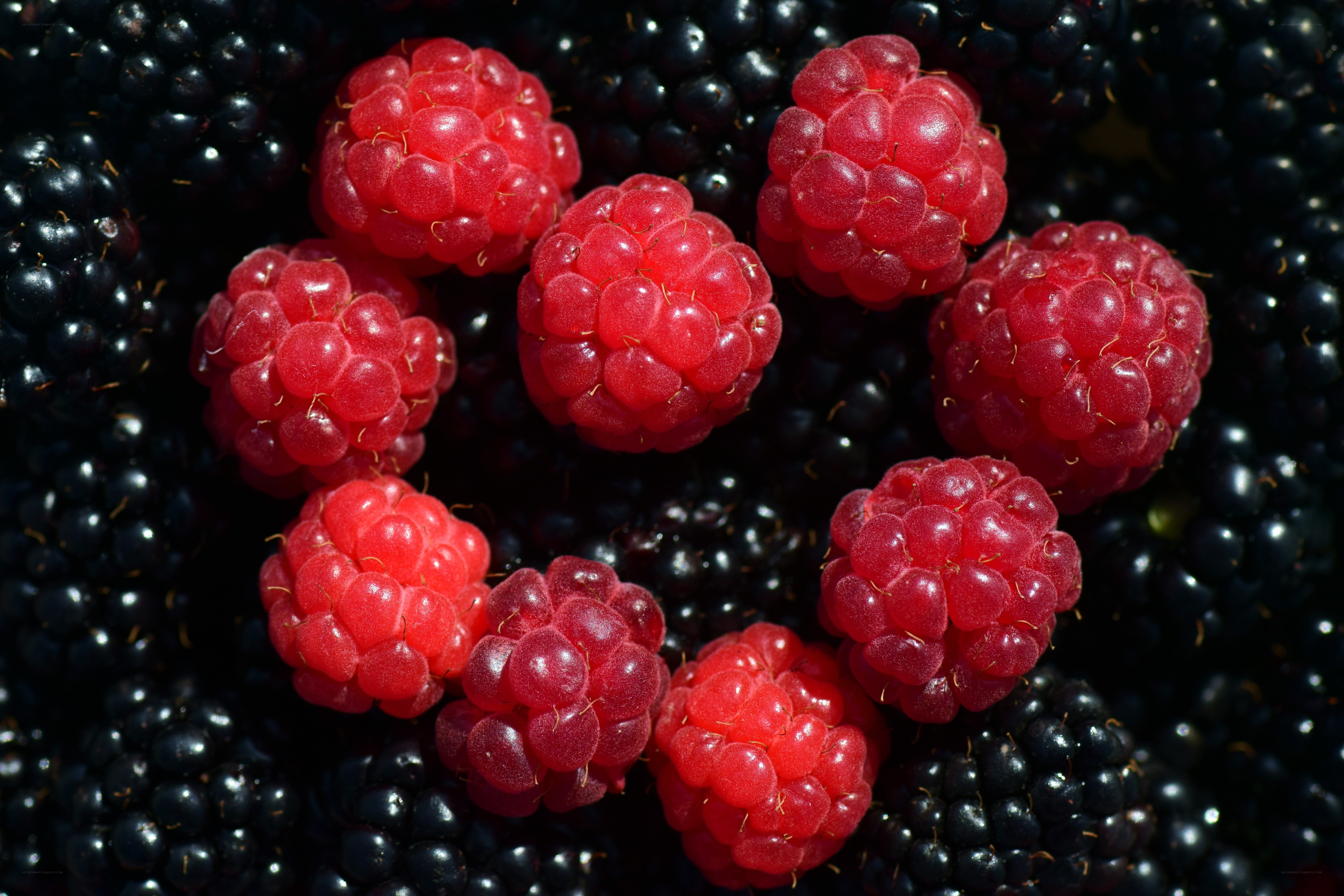 Raspberries on blackberries