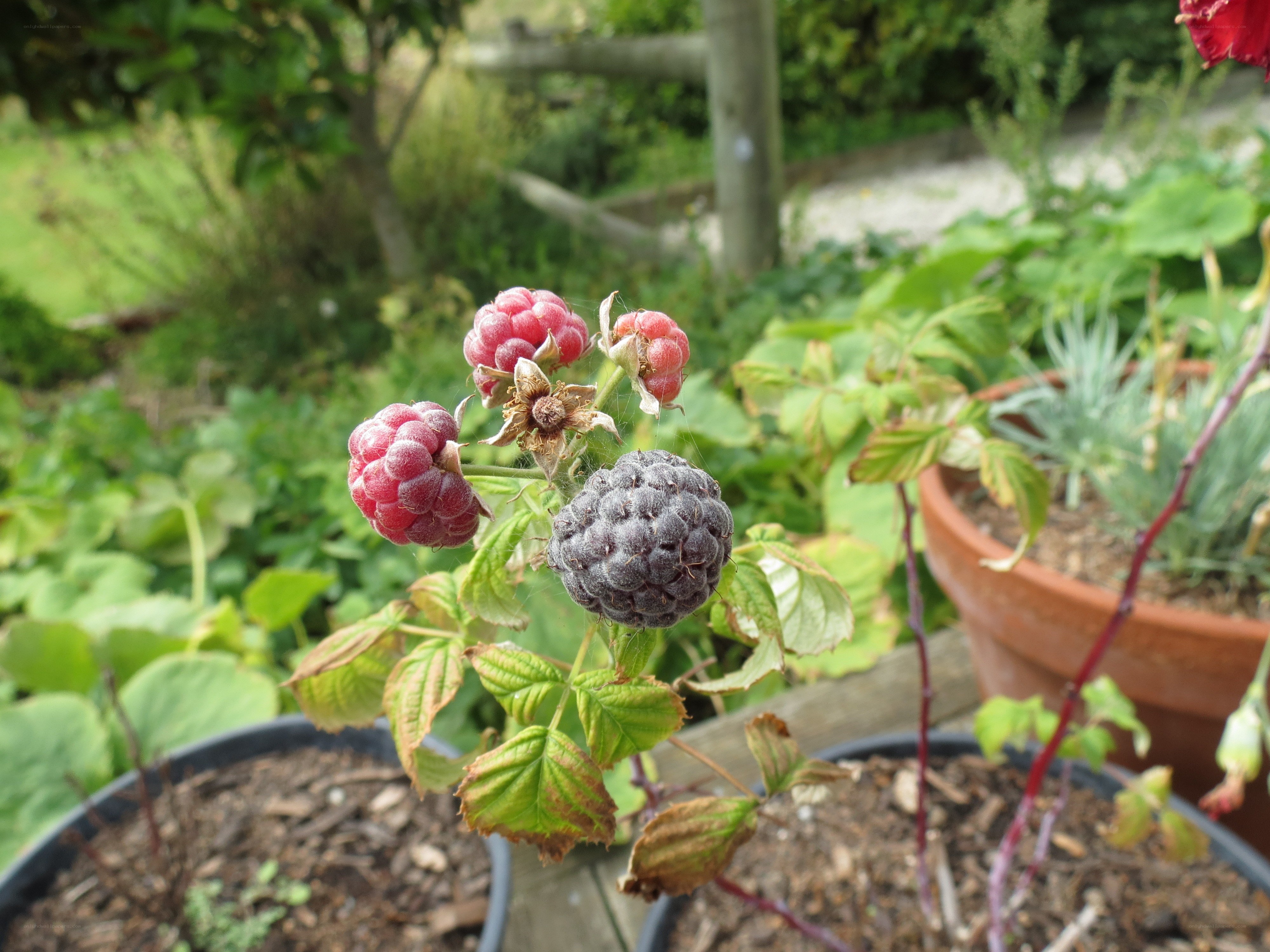 Raspberries ripening in a pot