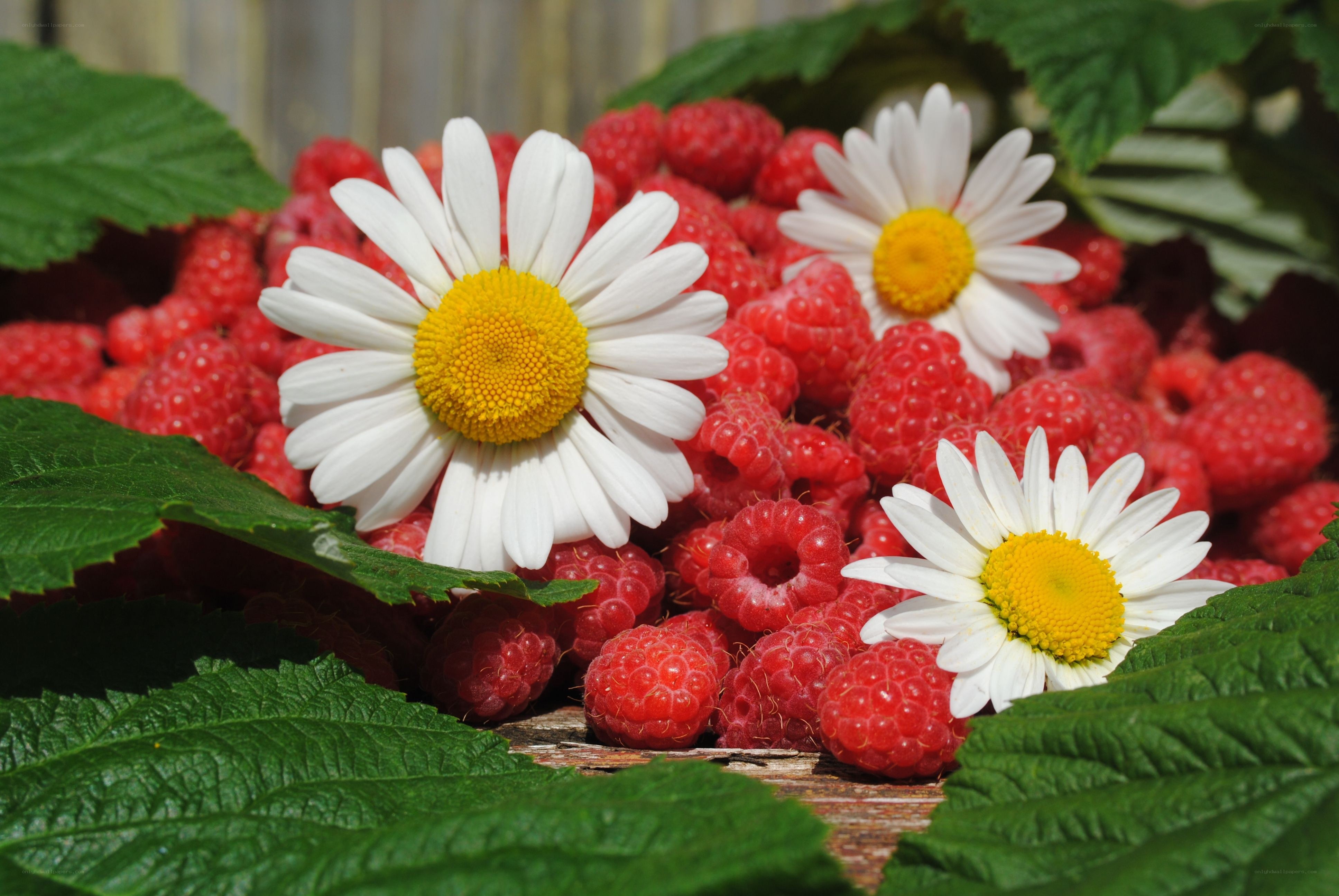 Raspberries with daisies