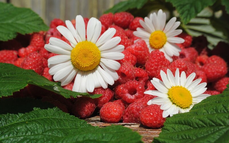 Raspberries with Daisies — Red, Natural, Summer
