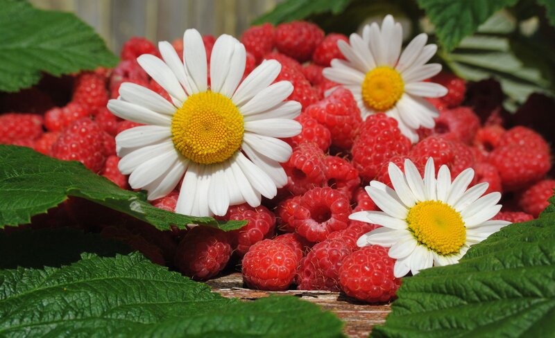 Raspberries with Daisies — Red