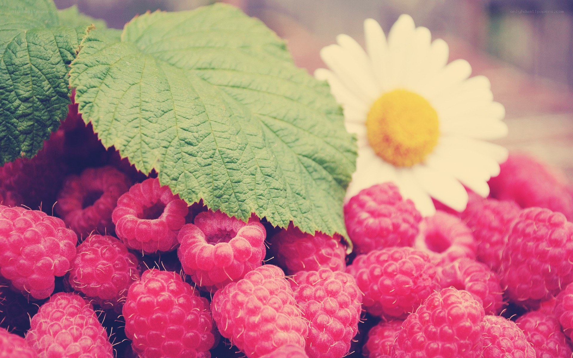 Raspberries with daisy flower