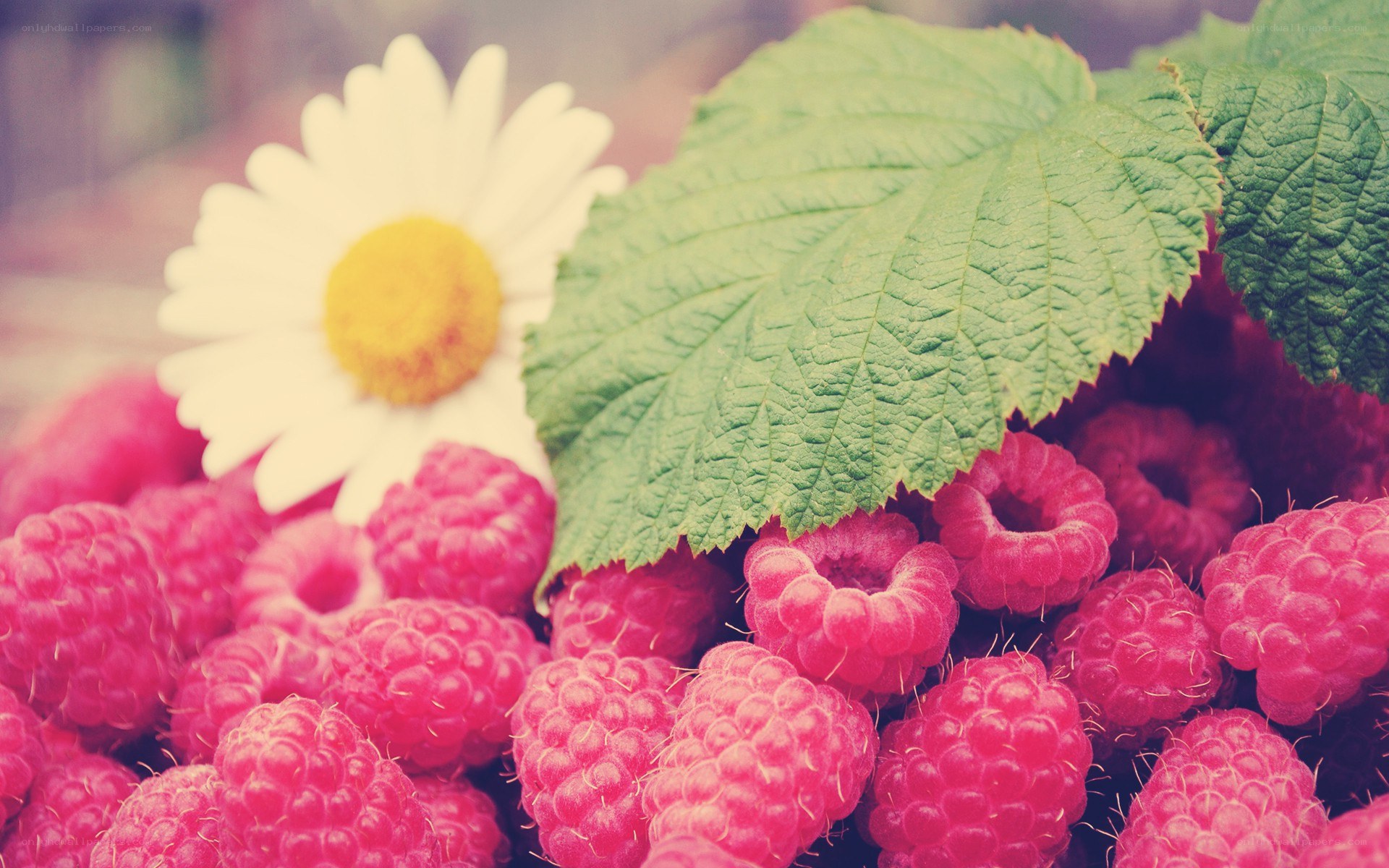 Raspberries with daisy flower