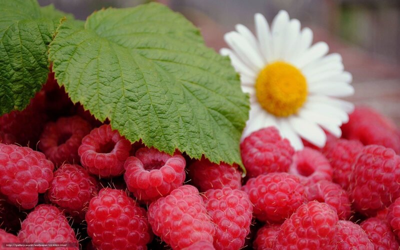 Raspberries with daisy flower