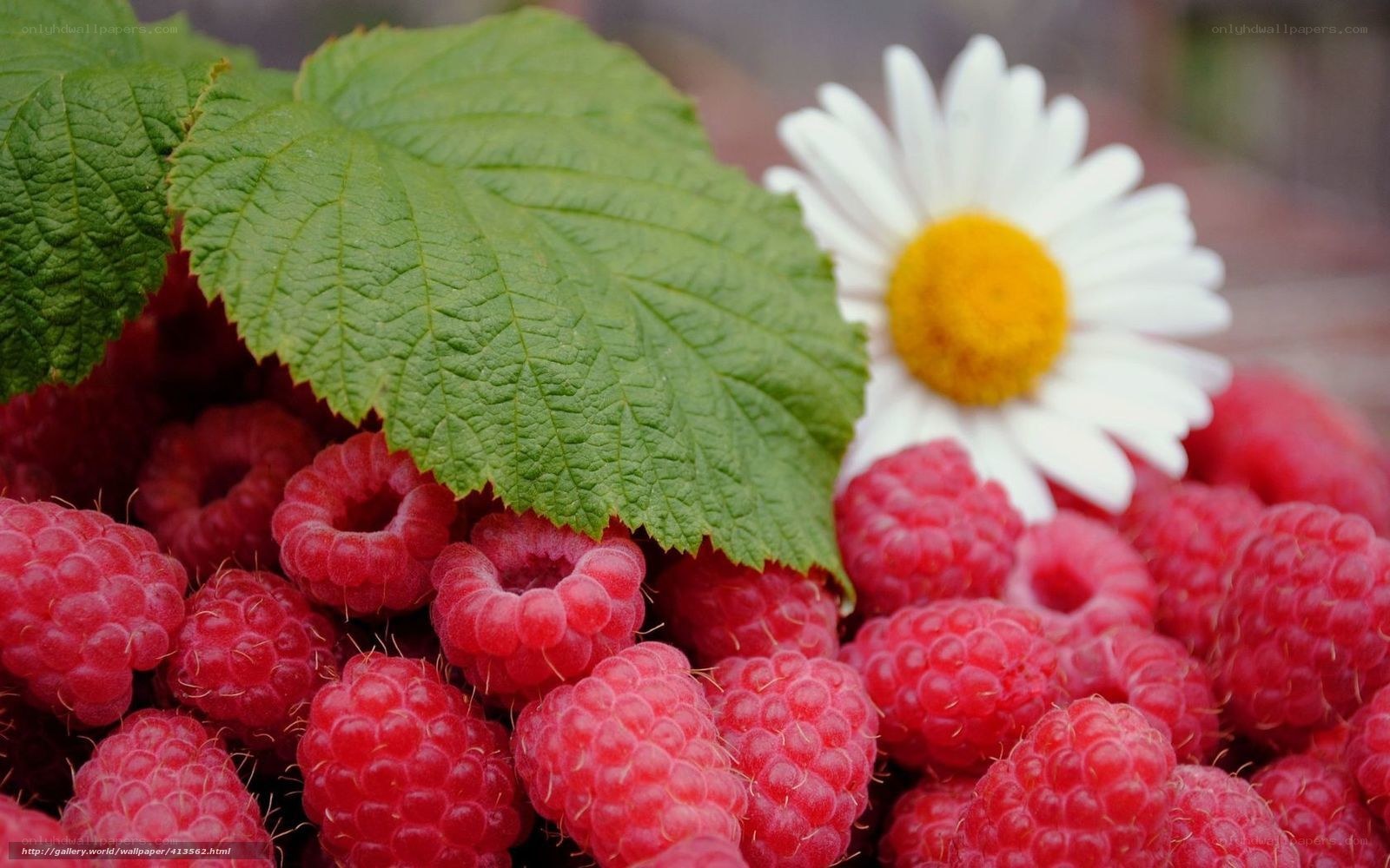 Raspberries with daisy flower