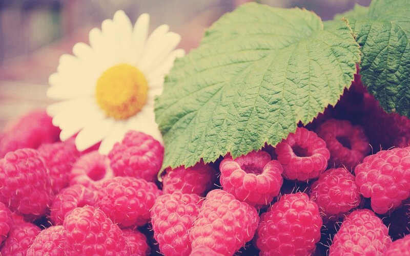 Raspberries with Daisy — Pink, Calm