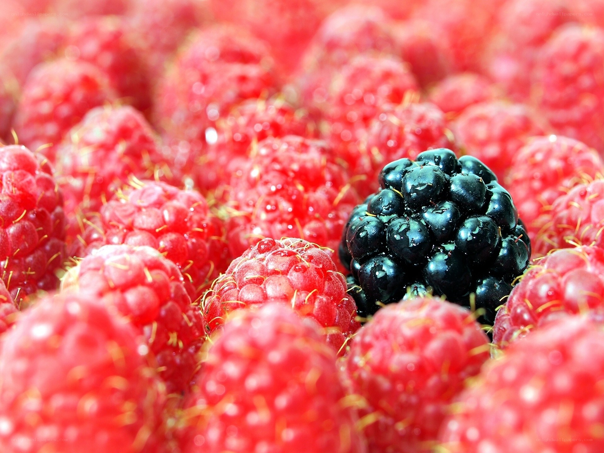 Raspberry and blackberry cluster