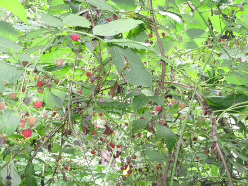 Raspberry Bush with Fruit