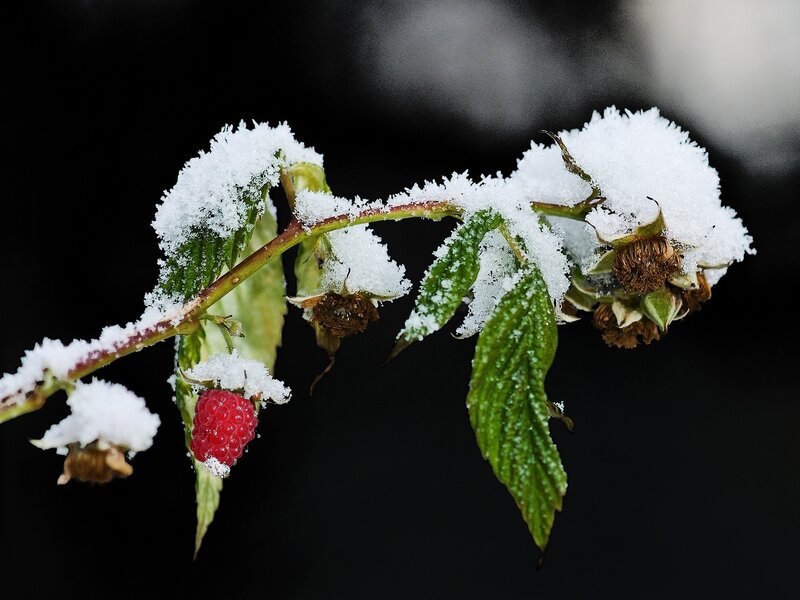 Raspberry in the snow