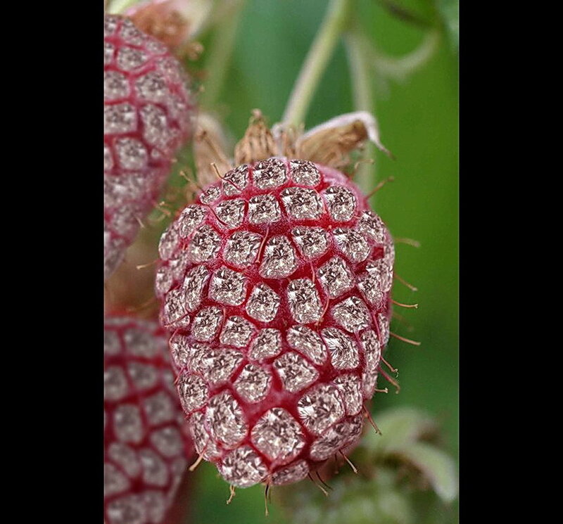 Raspberry with dew drops