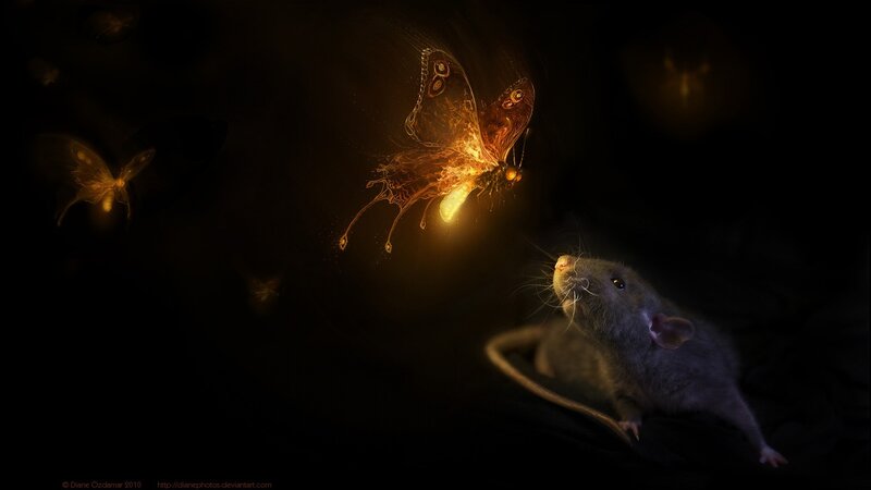 rat and glowing butterfly