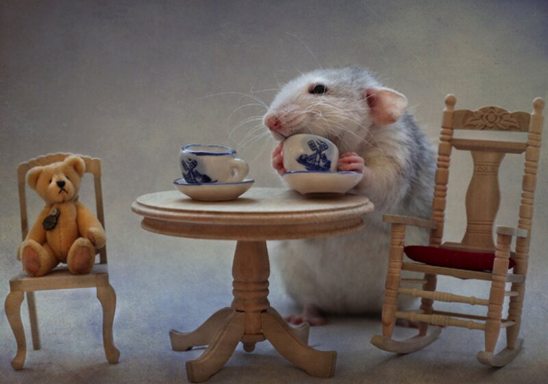 Rat at Tea Party