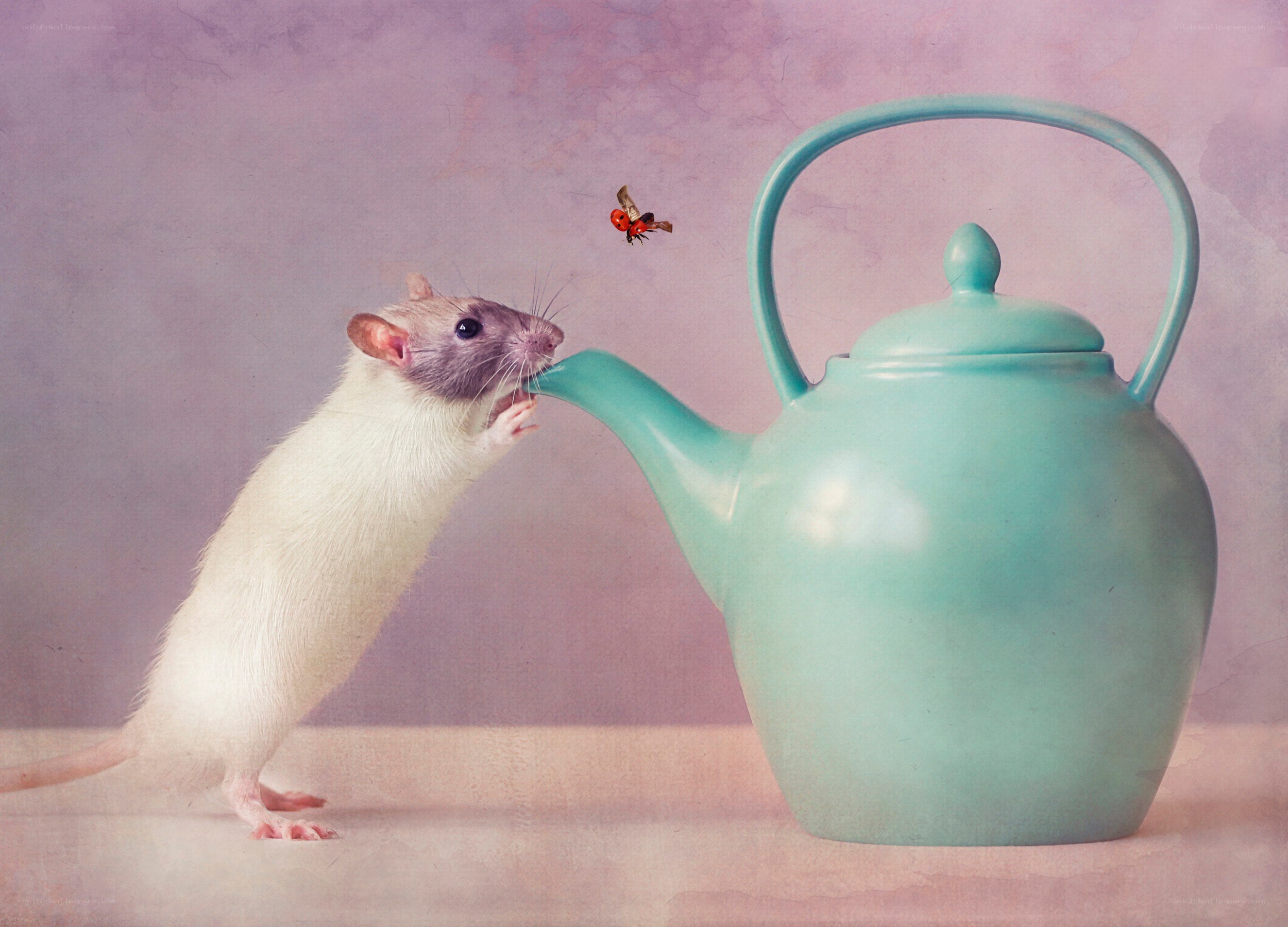 rat drinking from a teapot