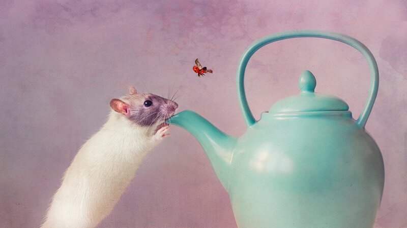 Rat Drinking from Teapot
