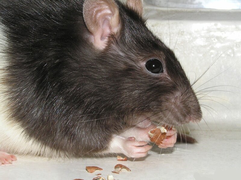 rat eating a nut
