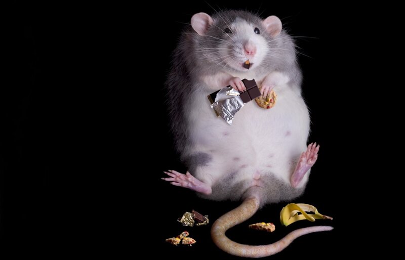 rat eating chocolate and cookies