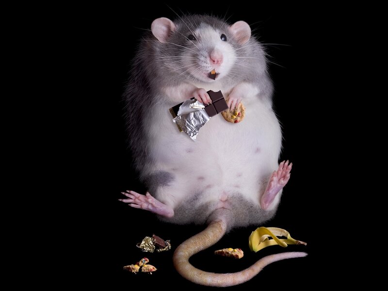 rat eating chocolate and cookies