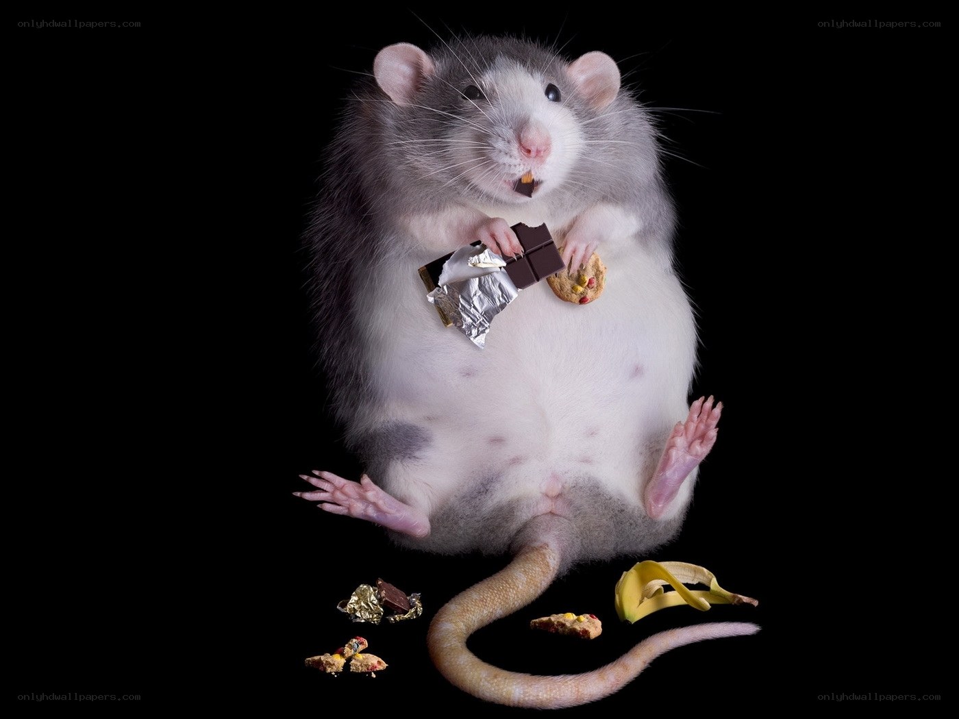 rat eating chocolate and cookies
