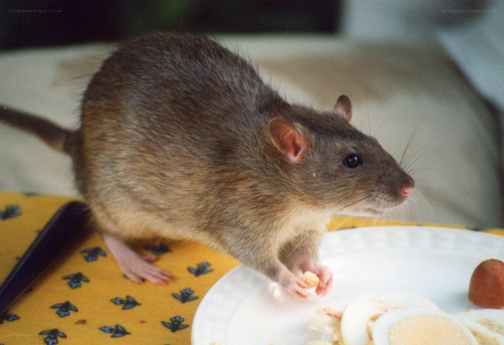 rat eating food on table