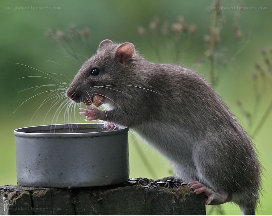 rat eating from a bowl