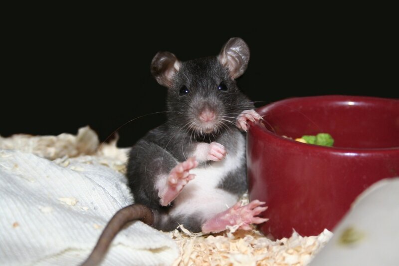 rat eating from bowl