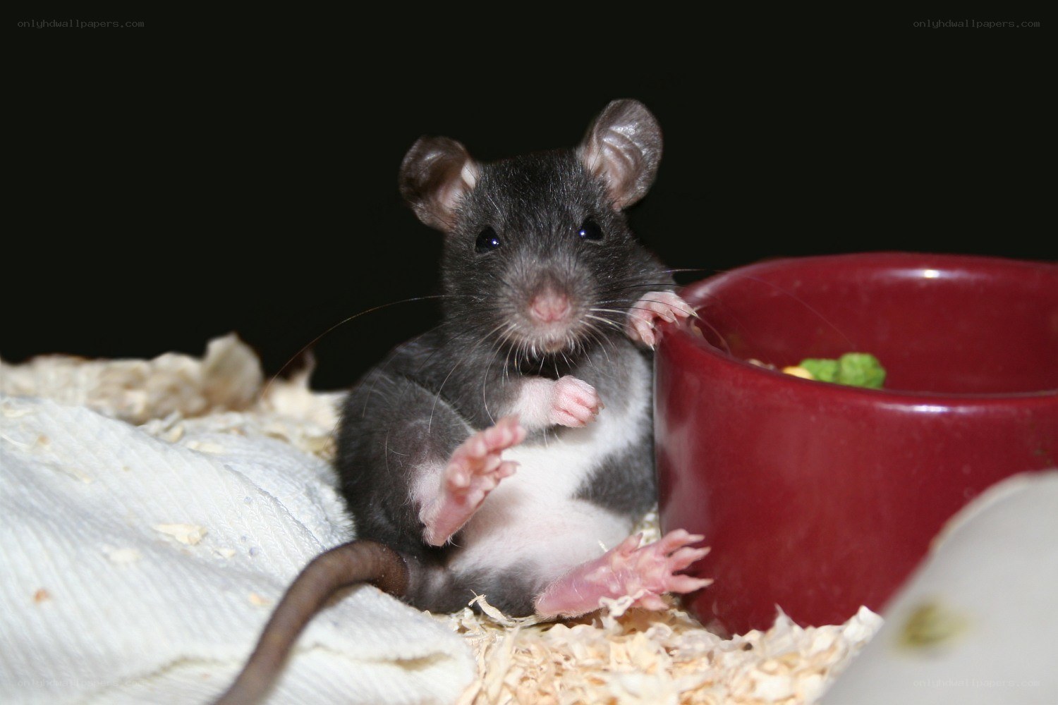 rat eating from bowl