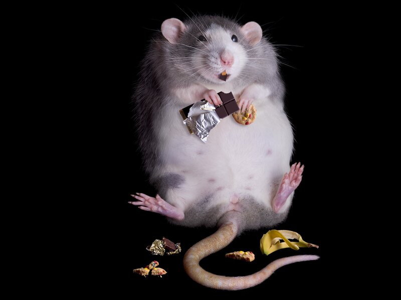 Rat Holding Chocolate — Black