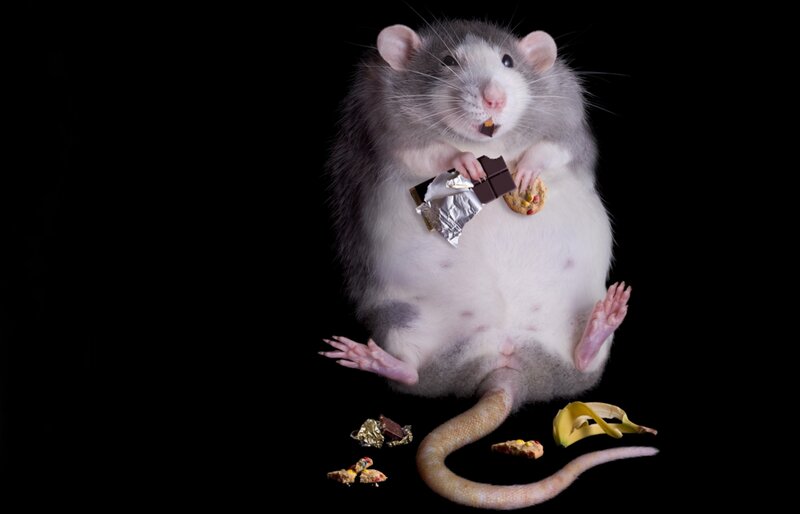 Rat Holding Chocolate