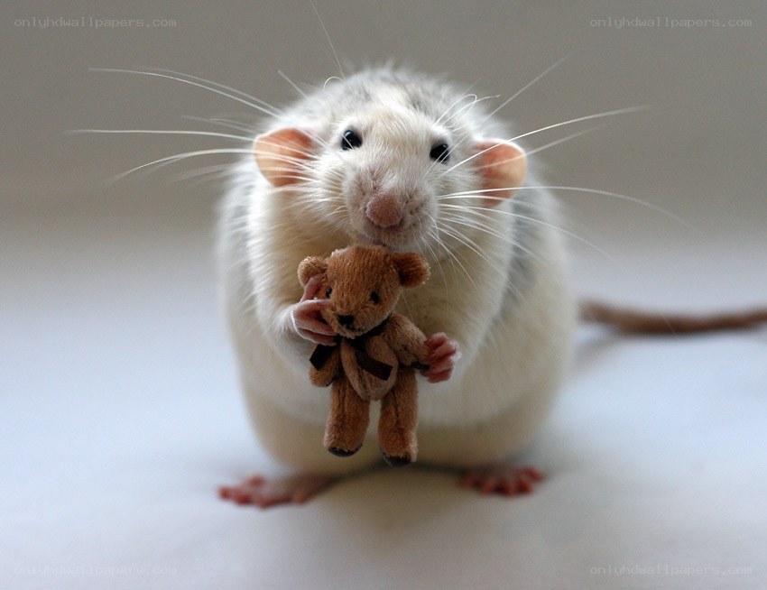 rat holding teddy bear