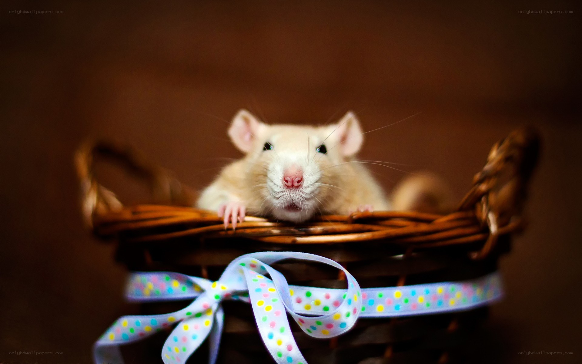 rat in a basket with ribbon