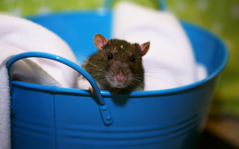 rat in a blue bucket