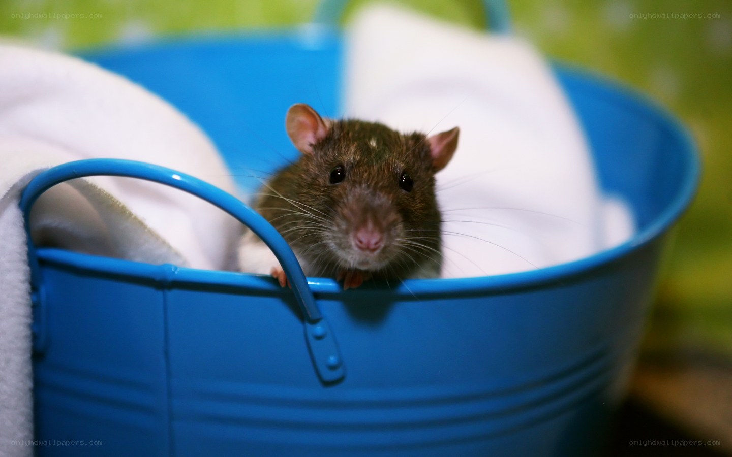 rat in a blue bucket