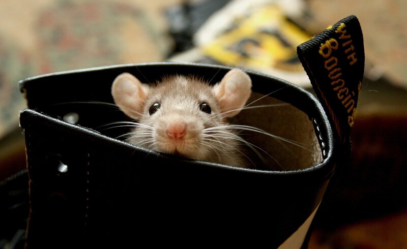 Rat in a Boot — Black