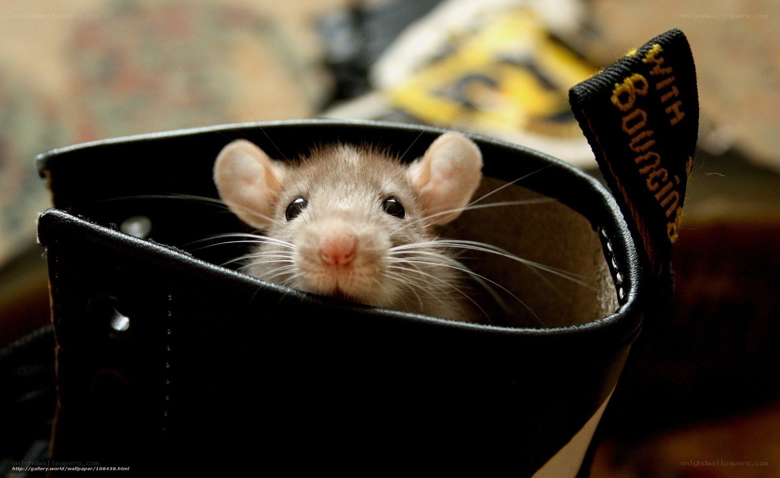 rat in a boot