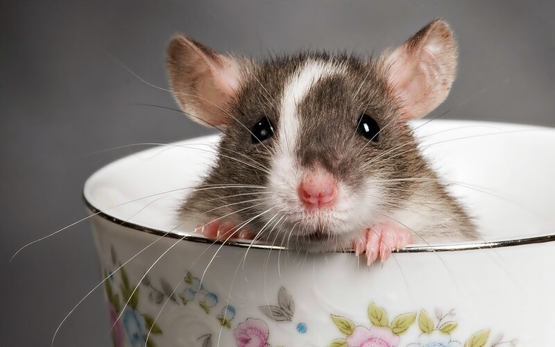 Rat in a Cup
