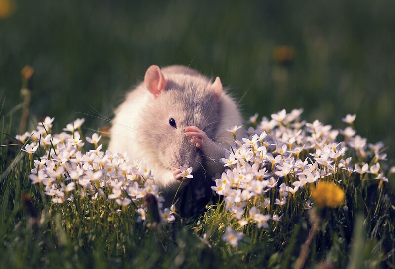 rat in a field of flowers