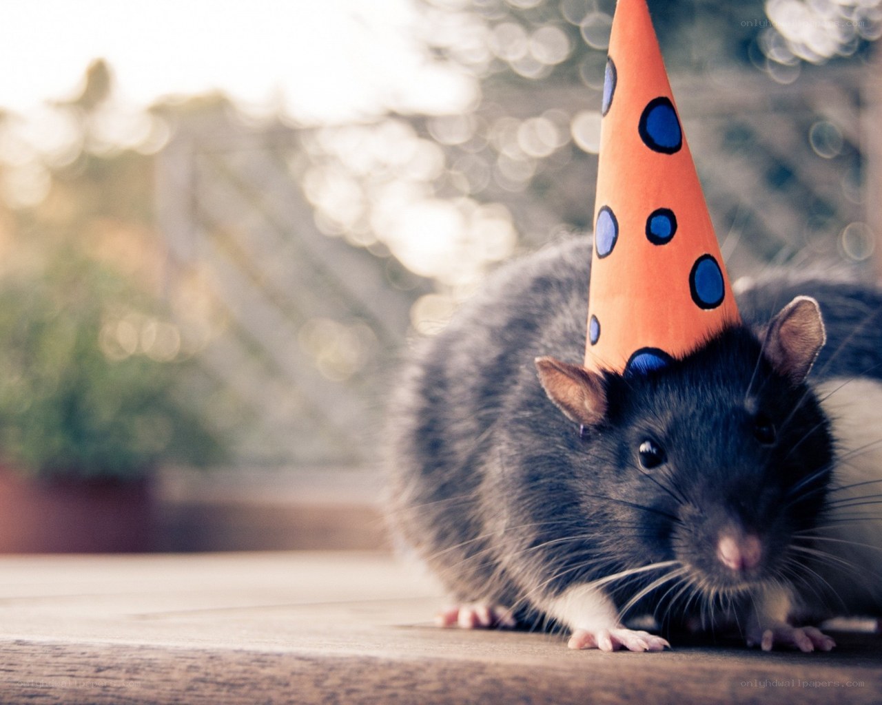 rat in a party hat