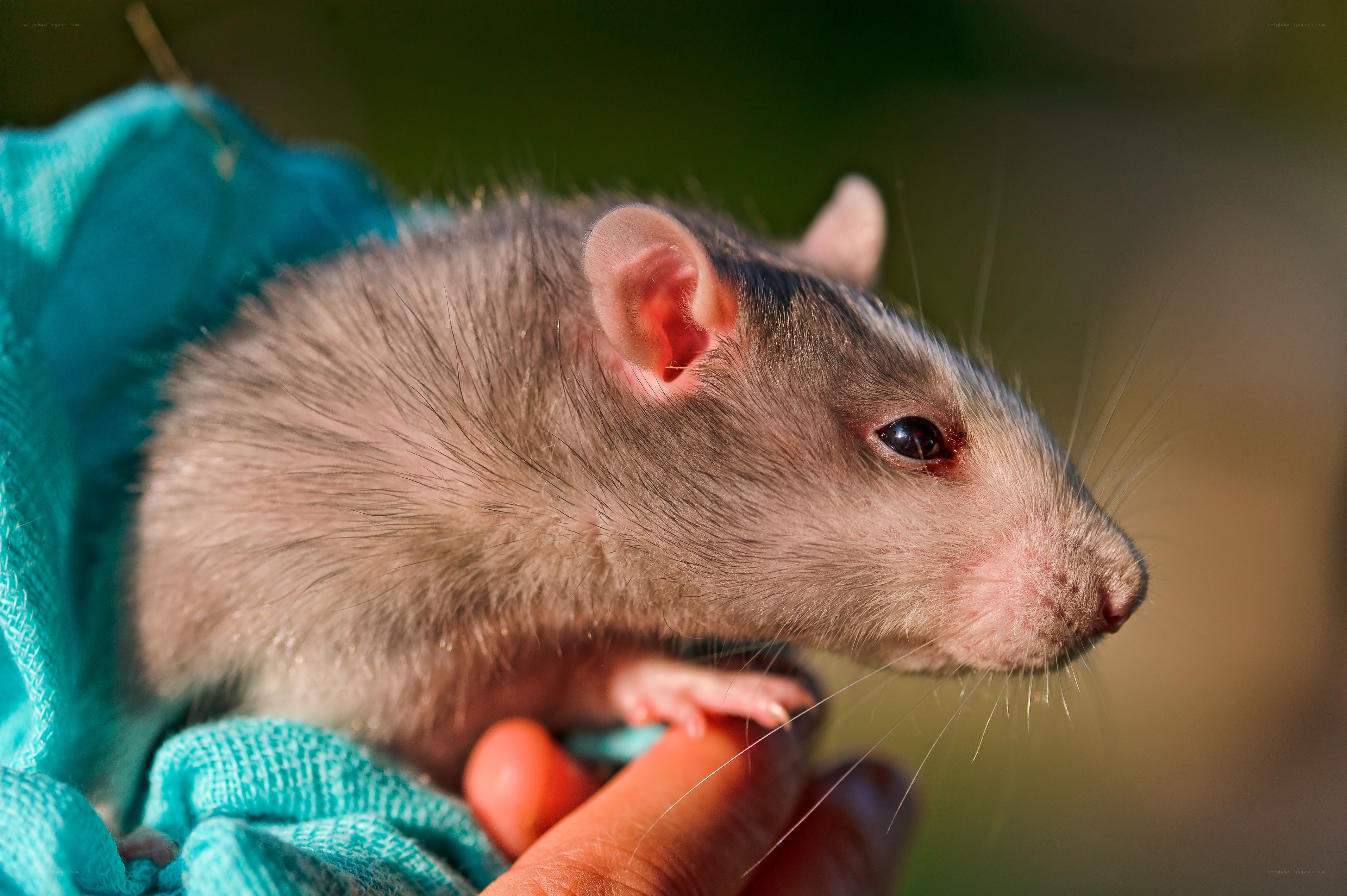 rat in a person's hand