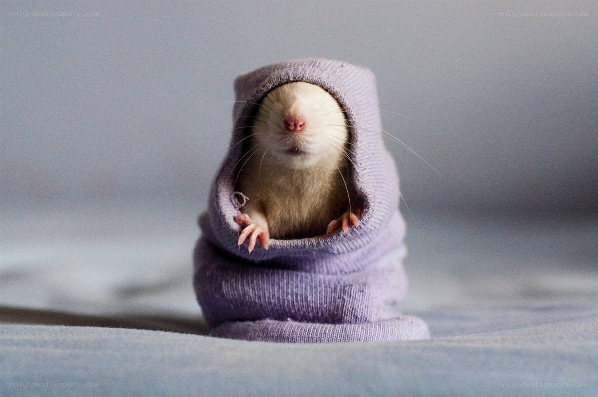 rat in a purple sock