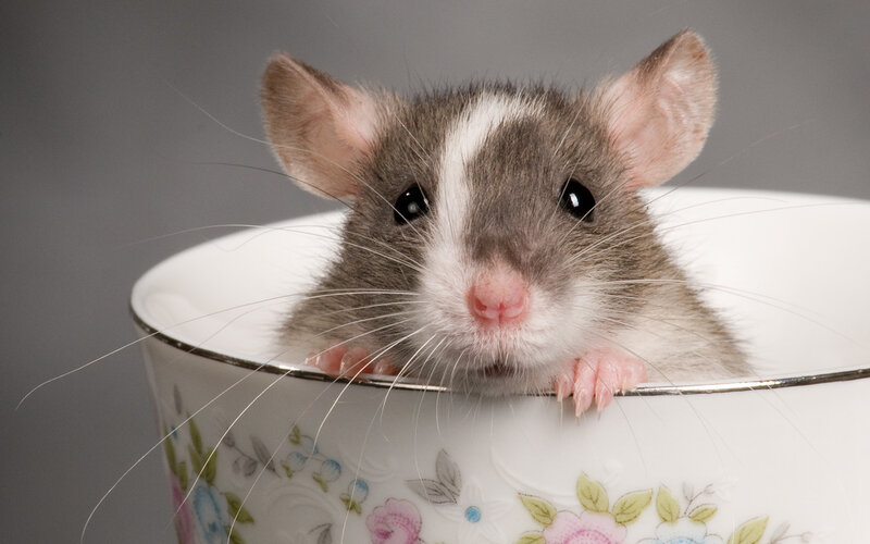 rat in a teacup